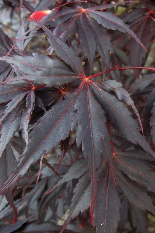 Peve Stanley Japanese Maple - 3 Gallon Pot 3 Peve Stanley Japanese Maple - 3 Gallon Pot