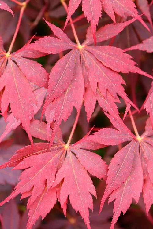 Peve Stanley Japanese Maple - 3 Gallon Pot 8 Peve Stanley Japanese Maple - 3 Gallon Pot - Image 6