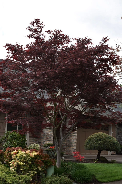 Peve Stanley Japanese Maple - 3 Gallon Pot 6 Peve Stanley Japanese Maple - 3 Gallon Pot - Image 4