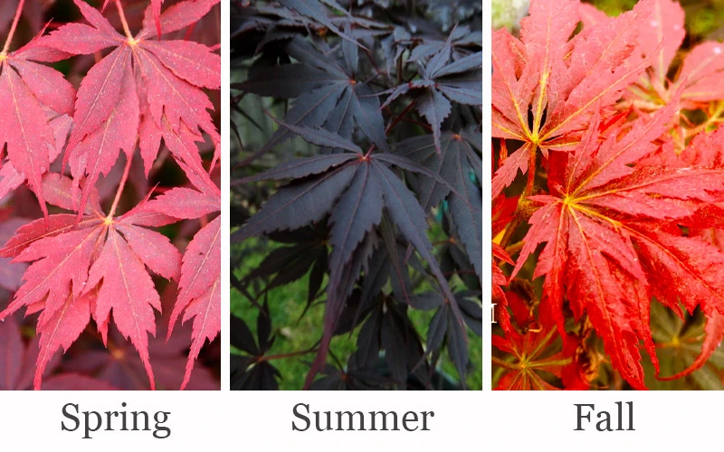 Peve Stanley Japanese Maple - 3 Gallon Pot 7 Peve Stanley Japanese Maple - 3 Gallon Pot - Image 5