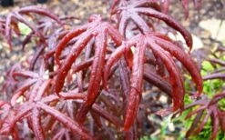 Peve's Starfish Japanese Maple - 3 Gallon Pot -Wilson Bros Garden acer palmatum peves starfish japanese maple 10