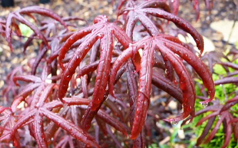 Peve's Starfish Japanese Maple - 5 Gallon Pot (4.5-5.5') 12 Peve's Starfish Japanese Maple - 5 Gallon Pot (4.5-5.5') - Image 10