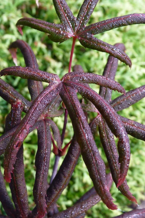 Peve's Starfish Japanese Maple - 5 Gallon Pot (4.5-5.5') 3 Peve's Starfish Japanese Maple - 5 Gallon Pot (4.5-5.5')