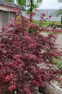 Peve's Starfish Japanese Maple - 7 Gallon Pot (7-8' HT) 16 Peve's Starfish Japanese Maple - 7 Gallon Pot (7-8' HT) -Wilson Bros Garden acer palmatum peves starfish japanese maple 12 1