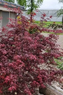 Peve's Starfish Japanese Maple - 3 Gallon Pot -Wilson Bros Garden acer palmatum peves starfish japanese maple 12