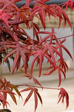 Peve's Starfish Japanese Maple - 3 Gallon Pot (4-5') -Wilson Bros Garden acer palmatum peves starfish japanese maple 13 2