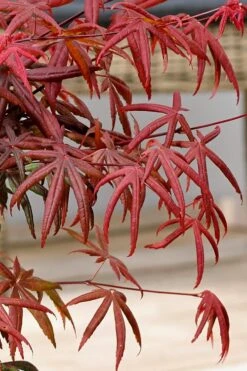 Peve's Starfish Japanese Maple - 3 Gallon Pot -Wilson Bros Garden acer palmatum peves starfish japanese maple 13