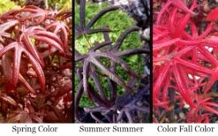 Peve's Starfish Japanese Maple - 3 Gallon Pot -Wilson Bros Garden acer palmatum peves starfish japanese maple 2