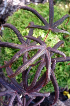 Peve's Starfish Japanese Maple - 3 Gallon Pot (4-5') -Wilson Bros Garden acer palmatum peves starfish japanese maple 3 2