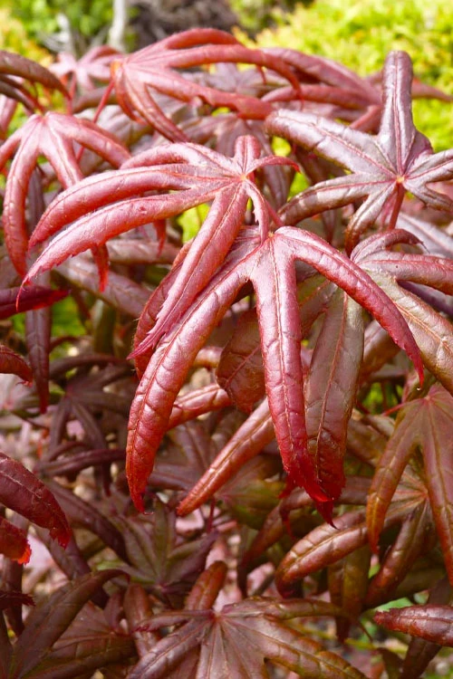 Peve's Starfish Japanese Maple - 7 Gallon Pot (7-8' HT) 8 Peve's Starfish Japanese Maple - 7 Gallon Pot (7-8' HT) - Image 6