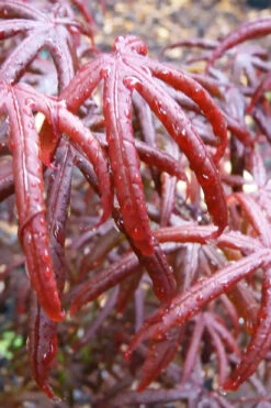 Peve's Starfish Japanese Maple - 3 Gallon Pot (4-5') -Wilson Bros Garden acer palmatum peves starfish japanese maple 9 2