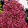 Pink Ballerina Japanese Maple - 3 Gallon Pot -Wilson Bros Garden acer palmatum pink ballerina 10 2