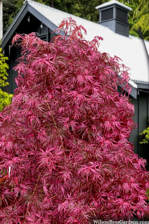 Pink BallerinaJapanese Maple - 1 Gallon Pot 3 Pink BallerinaJapanese Maple - 1 Gallon Pot