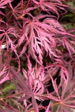 Pink Ballerina Japanese Maple - 5 Gallon Pot 10 Pink Ballerina Japanese Maple - 5 Gallon Pot -Wilson Bros Garden acer palmatum pink ballerina 3 4