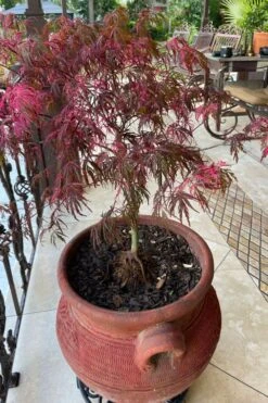 Pink Ballerina Japanese Maple - 1 Gallon Pot 11 Pink Ballerina Japanese Maple - 1 Gallon Pot -Wilson Bros Garden acer palmatum pink ballerina japanese maple 4 5