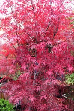 Pung Kil Japanese Maple - 3 Gallon Pot 15 Pung Kil Japanese Maple - 3 Gallon Pot -Wilson Bros Garden acer palmatum pung kil japanese maple 1 2