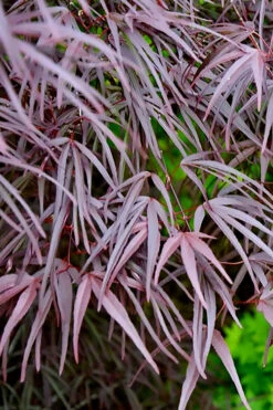 Pung Kil Japanese Maple - 3 Gallon Pot (4-5') -Wilson Bros Garden acer palmatum pung kil japanese maple 2