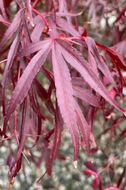 Pung Kil Japanese Maple - 3 Gallon Pot 13 Pung Kil Japanese Maple - 3 Gallon Pot -Wilson Bros Garden acer palmatum pung kil japanese maple 3 1