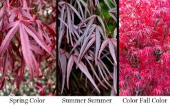 Pung Kil Japanese Maple - 3 Gallon Pot 12 Pung Kil Japanese Maple - 3 Gallon Pot -Wilson Bros Garden acer palmatum pung kil japanese maple 4 1