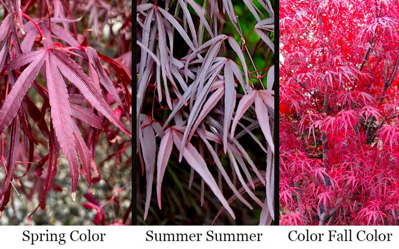 Pung Kil Japanese Maple - 3 Gallon Pot 6 Pung Kil Japanese Maple - 3 Gallon Pot - Image 4