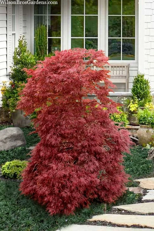Red Filigree Lace Weeping Japanese Maple - 3 Gallon Pot 3 Red Filigree Lace Weeping Japanese Maple - 3 Gallon Pot