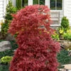 Red Filigree Lace Weeping Japanese Maple - 5 Gallon Pot -Wilson Bros Garden acer palmatum red filigree japanese maple 10