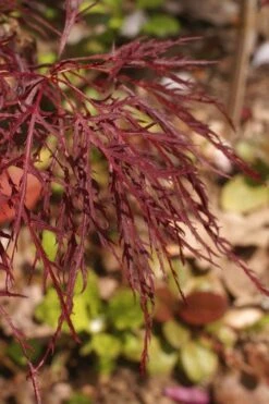 Red Filigree Lace Weeping Japanese Maple - 2 Gallon Pot -Wilson Bros Garden acer palmatum red filigree japanese maple 2 2
