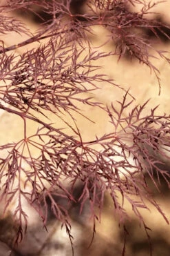 Red Filigree Lace Weeping Japanese Maple (High Graft Tree Form) - 2 Gallon Pot -Wilson Bros Garden acer palmatum red filigree japanese maple 5 4