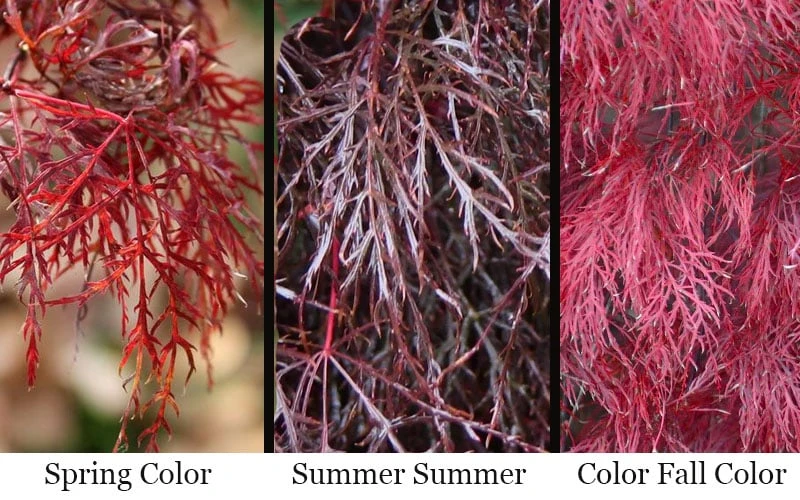 Red Filigree Lace Weeping Japanese Maple - 3 Gallon Pot 6 Red Filigree Lace Weeping Japanese Maple - 3 Gallon Pot - Image 4