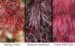 Red Filigree Lace Weeping Japanese Maple - 1 Gallon Pot -Wilson Bros Garden acer palmatum red filigree japanese maple 7 3