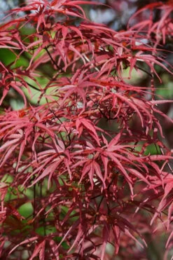 Red Pygmy Japanese Maple - 5 Gallon Pot 13 Red Pygmy Japanese Maple - 5 Gallon Pot -Wilson Bros Garden acer palmatum red pygmy japanese maple 10 2
