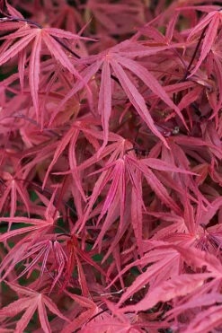 Red Pygmy Japanese Maple - 5 Gallon Pot 12 Red Pygmy Japanese Maple - 5 Gallon Pot -Wilson Bros Garden acer palmatum red pygmy japanese maple 2 2