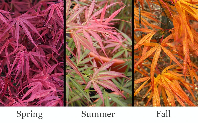 Red Pygmy Japanese Maple - 5 Gallon Pot 6 Red Pygmy Japanese Maple - 5 Gallon Pot - Image 4