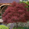 Red Pygmy Japanese Maple - 3 Gallon Pot -Wilson Bros Garden acer palmatum red pygmy japanese maple 6 1
