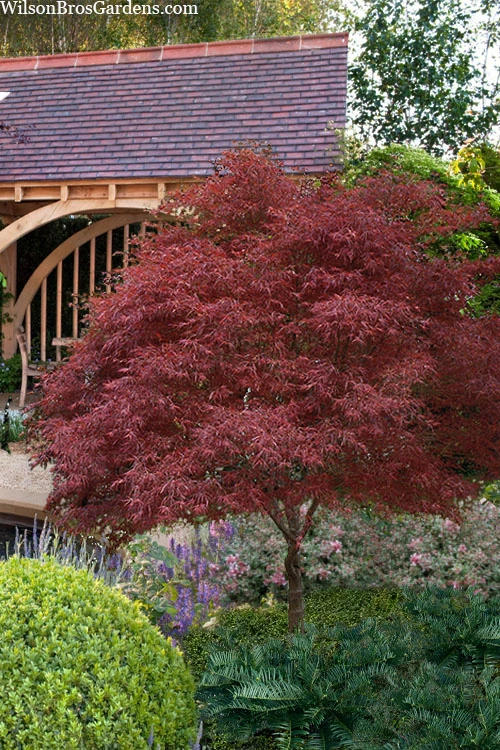 Red Pygmy Japanese Maple - 5 Gallon Pot 3 Red Pygmy Japanese Maple - 5 Gallon Pot