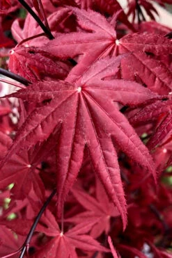 Rhode Island Red Japanese Maple - 3 Gallon Pot (2-3') -Wilson Bros Garden acer palmatum rhode island red japanese maple 2 3