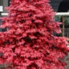 Rhode Island Red Japanese Maple - 1 Gallon Pot -Wilson Bros Garden acer palmatum rhode island red japanese maple 3 2