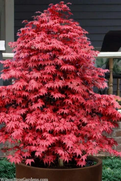 Rhode Island Red Japanese Maple (High Graft Tree Form) - 1 Gallon Pot (2-3') -Wilson Bros Garden acer palmatum rhode island red japanese maple 3