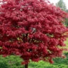Rhode Island Red Japanese Maple (High Graft Tree Form) - 1 Gallon Pot (2-3') 2 Rhode Island Red Japanese Maple (High Graft Tree Form) - 1 Gallon Pot (2-3') -Wilson Bros Garden acer palmatum rhode island red japanese maple 4