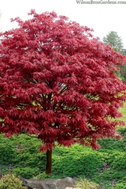 Rhode Island Red Japanese Maple (High Graft Tree Form) - 1 Gallon Pot (2-3')