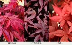 Rhode Island Red Japanese Maple - 3 Gallon Pot (2-3') -Wilson Bros Garden acer palmatum rhode island red japanese maple 6 3