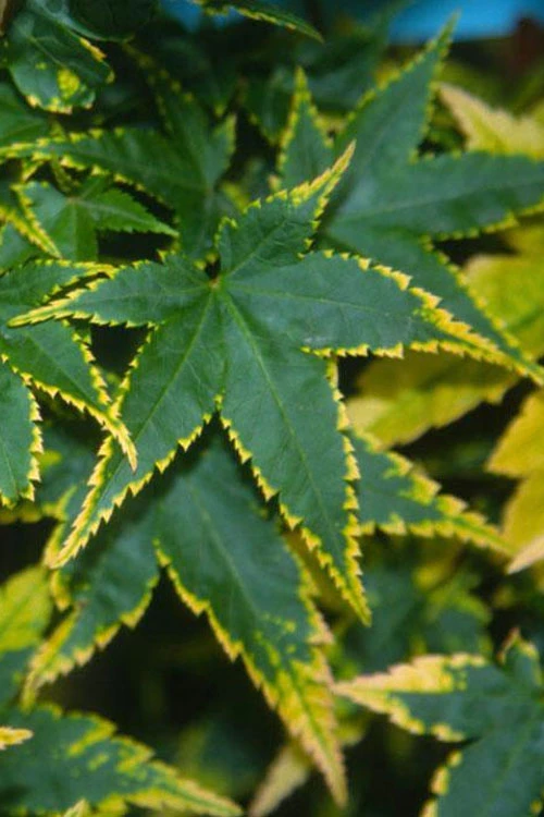 Sagara Nishiki Japanese Maple - 5 Gallon Pot 3 Sagara Nishiki Japanese Maple - 5 Gallon Pot