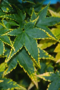 Sagara Nishiki Japanese Maple - 3 Gallon Pot (2-3')