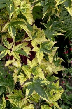 Sagara Nishiki Japanese Maple - 2 Gallon Pot -Wilson Bros Garden acer palmatum sagara nishiki japanese maple 7 1