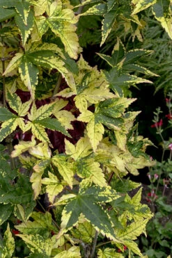 Sagara Nishiki Japanese Maple - 5 Gallon Pot 13 Sagara Nishiki Japanese Maple - 5 Gallon Pot -Wilson Bros Garden acer palmatum sagara nishiki japanese maple 7 2