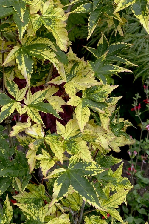 Sagara Nishiki Japanese Maple - 5 Gallon Pot 8 Sagara Nishiki Japanese Maple - 5 Gallon Pot - Image 6