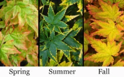 Sagara Nishiki Japanese Maple - 3 Gallon Pot (3.5-4.5') -Wilson Bros Garden acer palmatum sagara nishiki japanese maple 8 3