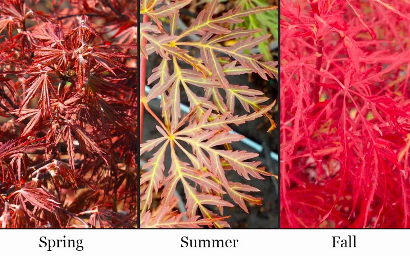 Scarlet Princess Dwarf Japanese Maple - Tree Form - 3 Gallon Pot 6 Scarlet Princess Dwarf Japanese Maple - Tree Form - 3 Gallon Pot - Image 4