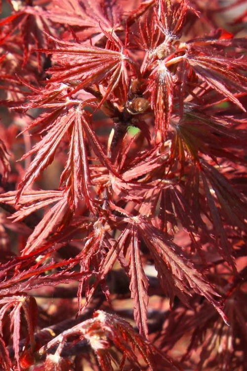 Scarlet Princess Dwarf Japanese Maple - Tree Form - 3 Gallon Pot 7 Scarlet Princess Dwarf Japanese Maple - Tree Form - 3 Gallon Pot - Image 5