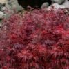 Scarlet Princess Dwarf Japanese Maple - 1 Gallon Pot -Wilson Bros Garden acer palmatum scarlet princess 5 1
